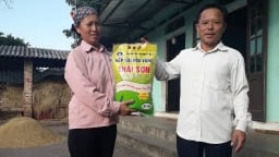 Hương vị tinh túy từ những hạt gạo nếp cái hoa vàng Thái Sơn