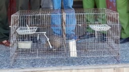 Hai con động vật hoang dã nằm trong sách đỏ thuộc nhóm IB và IIB, gồm 1 con tê tê java, 1 con trăn gấm “đi lạc”, được người dân ở Huế bắt cho vào bao, giao nộp kiểm lâm 