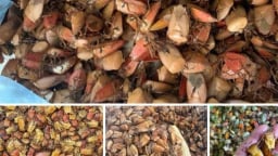 Trên mạng xã hội lại rầm rộ thông tin mua bán con bọ xít, người ta mua con bọ xít để làm gì?