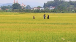 Vụ chuyện lạ ở Nghệ An, hơn 2.700ha lúa ngả vàng mà bông lúa chả chịu cúi đầu, chuyên gia lý giải thế nào?