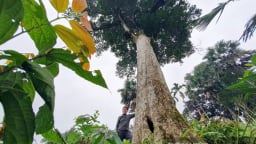 Hai cây cổ thụ hơn 200 năm tuổi ở Hà Tĩnh có giá hàng tỷ đồng, 'báu vật' của cả làng