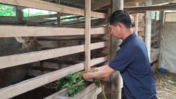 Nuôi hươu lấy nhung ở Quảng Trị-mô hình tăng thu nhập, giảm nghèo hiệu quả
