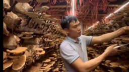 Trồng   nấm   quý  áp   dụng   công   nghệ   cao ,  bán   giá  1  triệu /kg ,  vợ   chồng   nông   dân  Hải  Phòng   kiếm   bội   tiền