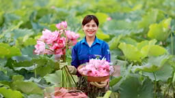 Cây sen mọc đầm lầy là cây giảm nghèo, làm giàu ở Hà Tĩnh, dân đang vào mùa cắt hoa thu tiền