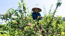 Cây ăn quả mang đến cuộc sống ấm no cho đồng bào dân tộc nơi biên giới
