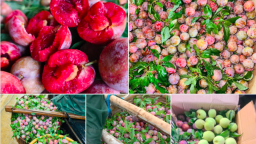 Mận hậu đầu mùa giá cao 100 nghìn/kg vẫn 'hút' chị em