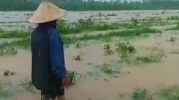 Nghệ An: Mưa xối xả, nước dâng cao nhấn chìm ruộng dưa hấu, dân bản nói mất hết rồi