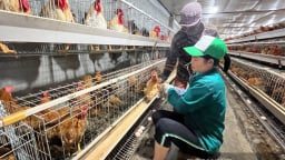 Đây, giống gà quý đẹp như trang điểm, dân nơi này ở Quảng Ninh nuôi thành công, thoát nghèo đã đành còn khá giả lên