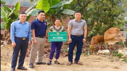  Hội viên nông dân nghèo được hỗ trợ bò sinh sản để phát triển kinh tế 