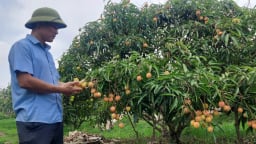 Thứ quả đặc sản của tỉnh Hải Dương chín đỏ, nông dân hái bán giá 100.000 đồng/kg vẫn cháy hàng