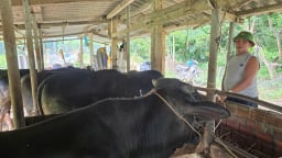 Một nông dân Quảng Nam lãi cả trăm triệu/năm nhờ xây dựng thành công mô hình nuôi bò 3B toàn con to bự