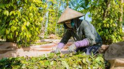 Đắk Lắk có vô số đặc sản, sản phẩm nông nghiệp ngon lành, EVFTA là cánh cửa vào thị trường châu Âu