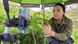 Giữa vườn bồ kết, mấy thanh niên Bắc Giang mang điện thoại ra nói chuyện với khách mà chốt đơn đưa hàng đi khắp chốn