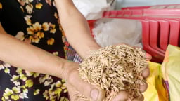 Thêm chuyện đang lạ ở Hà Tĩnh, ruộng lúa trổ bông chả chịu cúi đầu, nông dân một xã ngán ngẩm trong cái nóng mùa hè