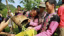 Ngày hội hái quả mận hậu Mộc Châu, nơi hội tụ hương vị ngọt ngào và bản sắc văn hóa