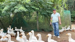 Nuôi gà, nuôi vịt kết hợp làm dịch vụ, anh đầu bếp Đà Nẵng làm kiểu gì mà bán giá cao vẫn đắt hàng?