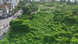 “Đất vàng” bỏ hoang ở phố Lò Đúc, cây dại mọc rậm như khu rừng nhiệt đới