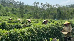 Phát triển sản phẩm OCOP Bắc Giang từ cây dược liệu, nhiều HTX có thu nhập cao