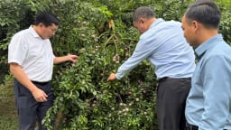 Sản lượng mận hậu đạt cao, mang lại niềm vui cho nông dân Sơn La