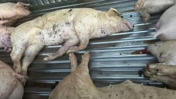 Sau vụ 'tố' C.P. Việt Nam bán thịt lợn bệnh, bắt xe chở lợn bệnh đi tiêu thụ ở Hà Tĩnh, Quảng Trị, Bộ NN&MT đề nghị các địa phương kịp thời chấn chỉnh