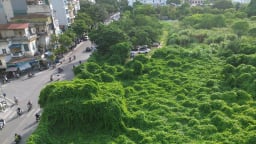 Ảnh ấn tượng tuần: Người dân đón đoàn tàu chở cán bộ, chiến sĩ làm nhiệm vụ A80 và khu 'đất vàng” cây dại mọc rậm như rừng
