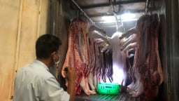 TP.Huế yêu cầu xử lý nghiêm tình trạng giết mổ lợn bệnh, lợn chết do dịch bệnh 