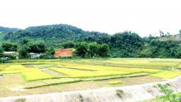Cận cảnh, vụ gặt cuối cùng của nông dân miền núi Quảng Nam trước ngày sáp nhập Đà Nẵng