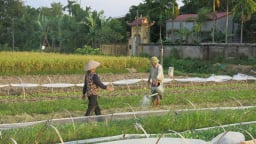Chủ tịch UBND TP.Hải Phòng vừa chỉ đạo tạm dừng một việc liên quan đến chuyển mục đích sử dụng đất, ngay trước giờ sáp nhập với tỉnh Hải Dương