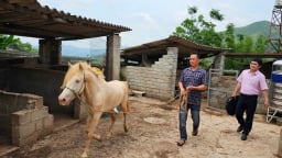 Đây là con vật kinh tế cao, một nông dân Lạng Sơn nuôi thành công, làm giàu