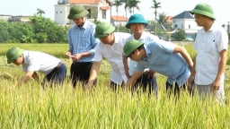 Hiệu quả từ đổi mới tư duy sản xuất lúa hàng hóa tại Thái Bình