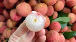 Cách bảo quản vải cả tháng trong tủ lạnh tươi ngon như mới hái