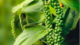 Giá tiêu lại đồng loạt giảm mạnh, chờ chính sách thuế quan thay đổi ở Mỹ