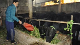 Có vốn nuôi bò, trồng cam, nông dân Hưng Yên ngày càng khấm khá