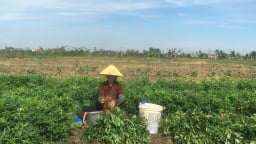 Ở Hải Phòng trồng cây tốt um ra quả gọi là củ, cứ mỗi sào nông dân lãi từ 4 – 4,5 triệu
