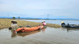 Video: Ở vùng lũ Lệ Thủy của Quảng Bình, nông dân bì bõm vớt lúa về nuôi trâu, bò, lợn