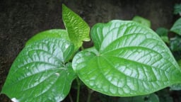 Lá lốt trị bệnh gì?