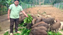 Quảng Bình: Hỗ trợ sinh kế cho người dân miền núi Minh Hóa, động lực giúp giảm nghèo bền vững