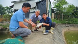 Nuôi loài cá săn mồi ở Nghệ An, con nào cũng to bự, bán giá tốt, có từng nào thương lái cân hết