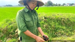 Con vật quái ác chỉ thích ăn lúa non, nông dân Hà Tĩnh dùng đủ cách diệt trừ mà vẫn không xuể 