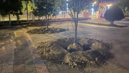 Nhiều cây mai tại UBND phường ở Huế bị đào lên trước ngày bàn giao trụ sở 