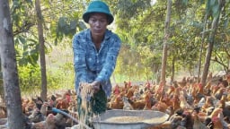 Một ông nông dân Lạng Sơn nuôi 10.000 con gà Tiên Yên, hễ bán là hết, có của ăn của để