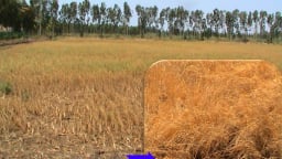 Cải thiện sức khỏe của đất trong điều kiện nắng nóng, hạn mặn và phèn đầu vụ Hè Thu