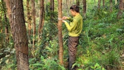 Chứng chỉ rừng bền vững hướng đi mới nâng tầm giá trị ngành lâm nghiệp Lạng Sơn