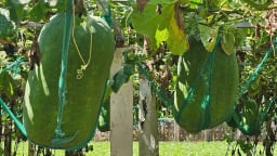 Vô thăm làng trồng loại bí đao khổng lồ trước là ở tỉnh Bình Định cũ, nay thuộc tỉnh Gia Lai mới