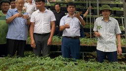 Hàng nghìn 'báu vật' đang ở dưới những tán rừng của Tây Bắc, thu về 50-200 tỷ đồng/năm, Trung Quốc, Ấn Độ mua nhiều nhất
