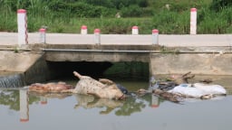 Dòng suối ở Tuyên Quang oằn mình cõng xác lợn chết, người dân bất lực vì mùi hôi thối