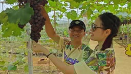 Du khách thích thủ trải nghiệm vườn nho trĩu quả ở vùng nông thôn Tây Bắc 