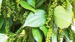 Doanh nghiệp xuất khẩu thận trọng khiến sức mua trên thị trường hạt tiêu chững lại