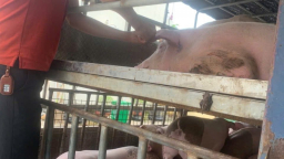 Công an phát hiện xe tải vận chuyển lợn thịt nhiễm virus dịch tả lợn châu Phi đang trên đường đi tiêu thụ