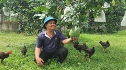 Trồng cây đặc sản có múi, nông dân xã Bà Nà của TP Đà Nẵng mới có đời sống khá giả